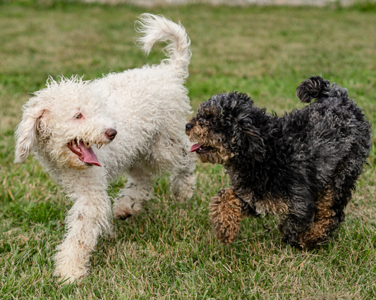 What is Kennel Cough?