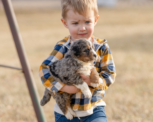What is a Merle Bernedoodle?