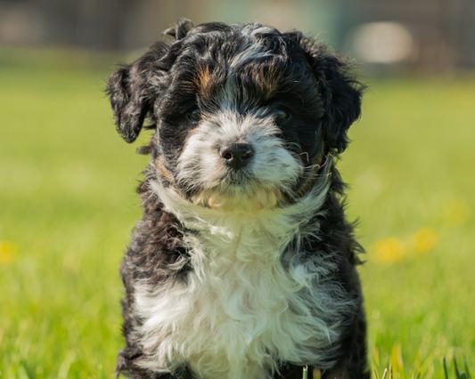 What is an Effective Solution for Skin Infection in Dogs?