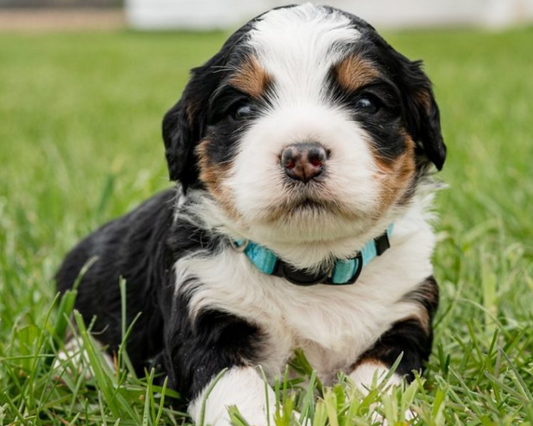 What to Look for When Adopting Bernedoodle Puppies