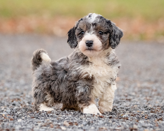 What to Prepare for Your Bernedoodle Puppy