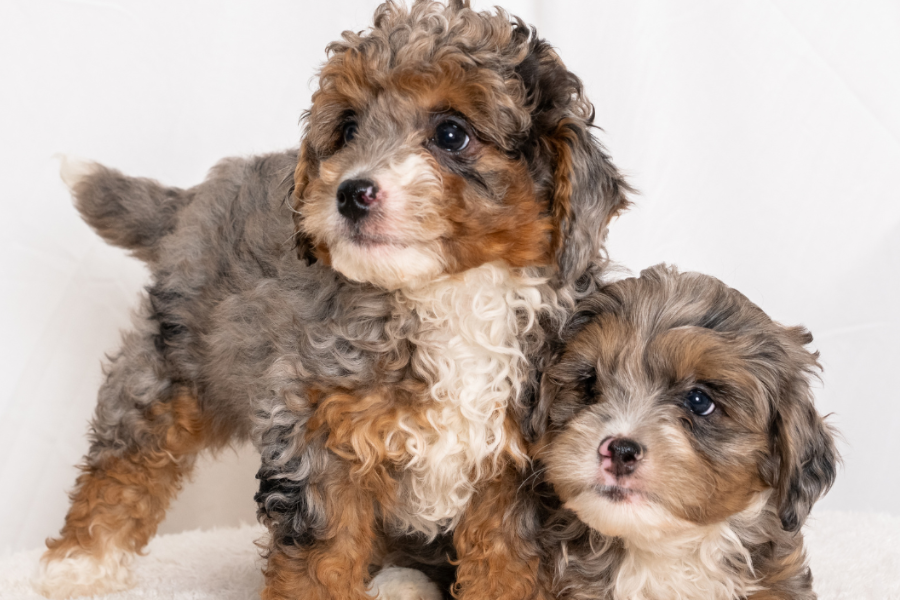 Multigenerational Bernedoodle Puppies