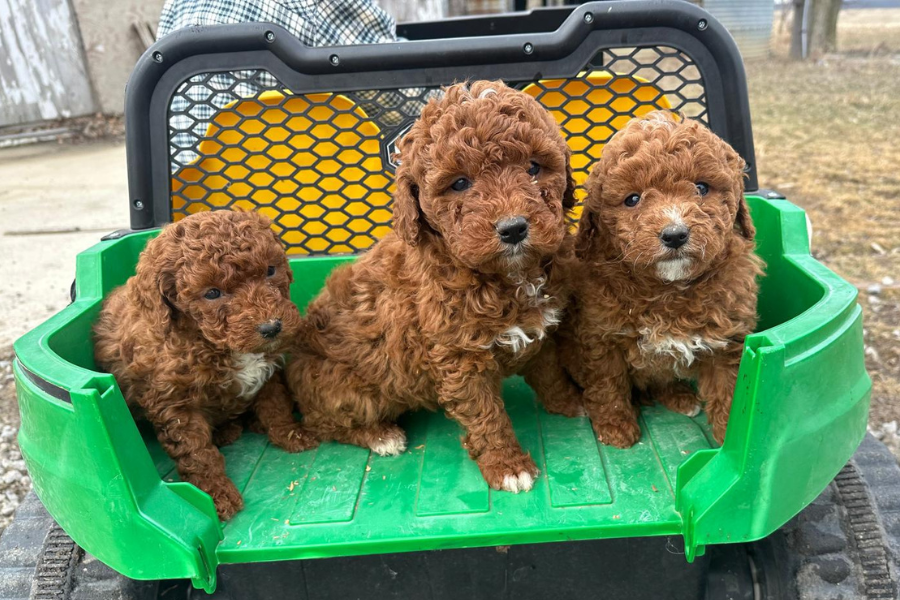 Multigenerational Goldendoodle