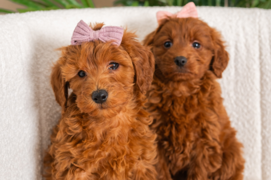 Multigenerational Goldendoodle