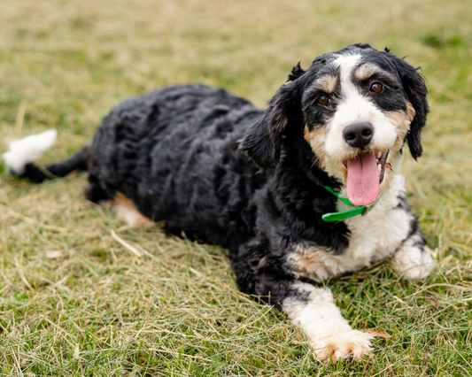 When Does the Bernedoodle Stop Growing?