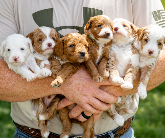 When is the Best Time to Get a Second Dog?