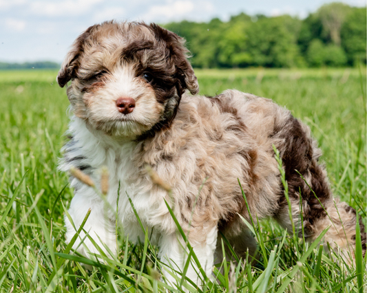 Why Are Dogs Scared of Fireworks and Other Loud Noises?