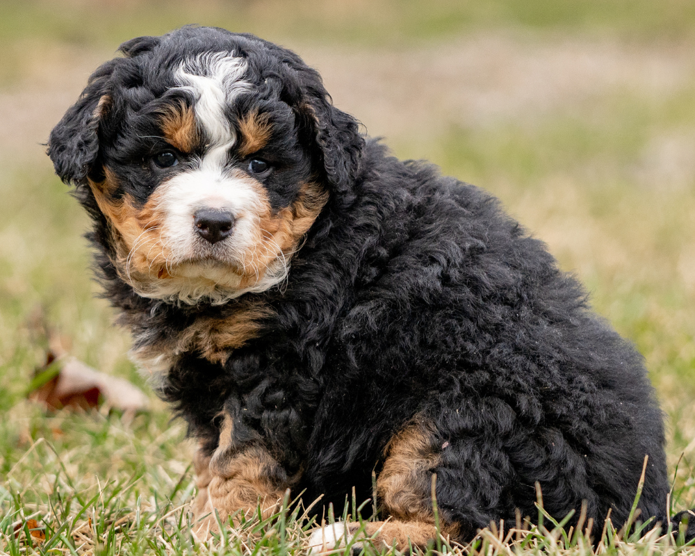 Why Does My Bernedoodle Bark So Much?