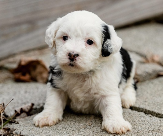 Why are F1 Bernedoodles Harder to Find?