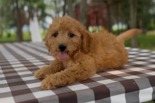 Reputable Goldendoodle Breeder