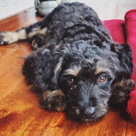 Meet who added our sweet Bex boy to their loving family!