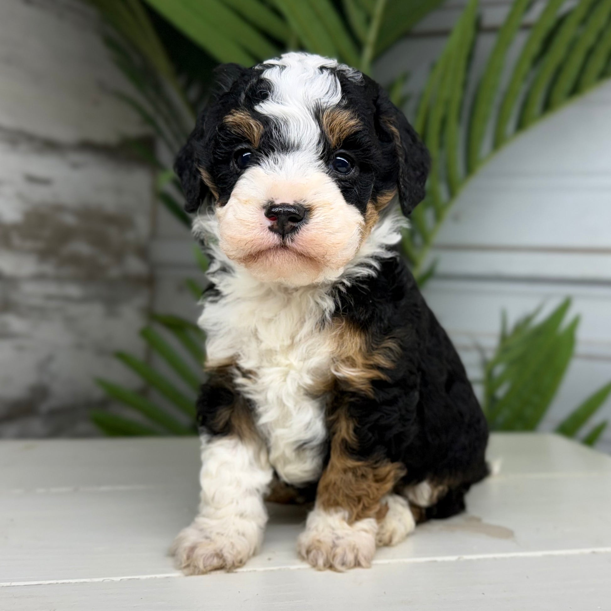 Tricolor-Bernedoodle