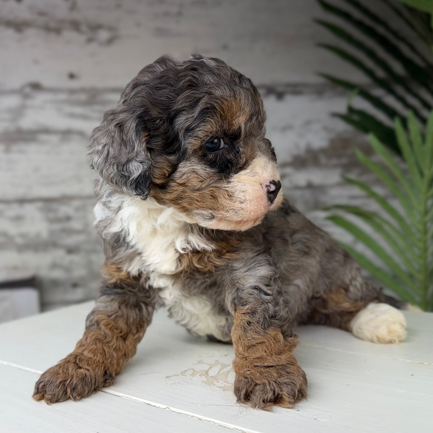 Blue-Merle-Bernedoodle