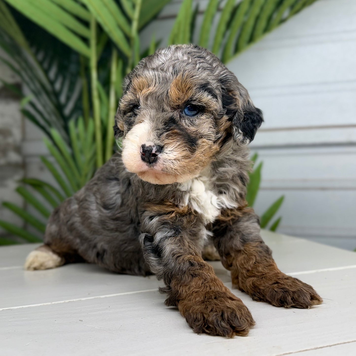 Blue-Merle-Bernedoodle