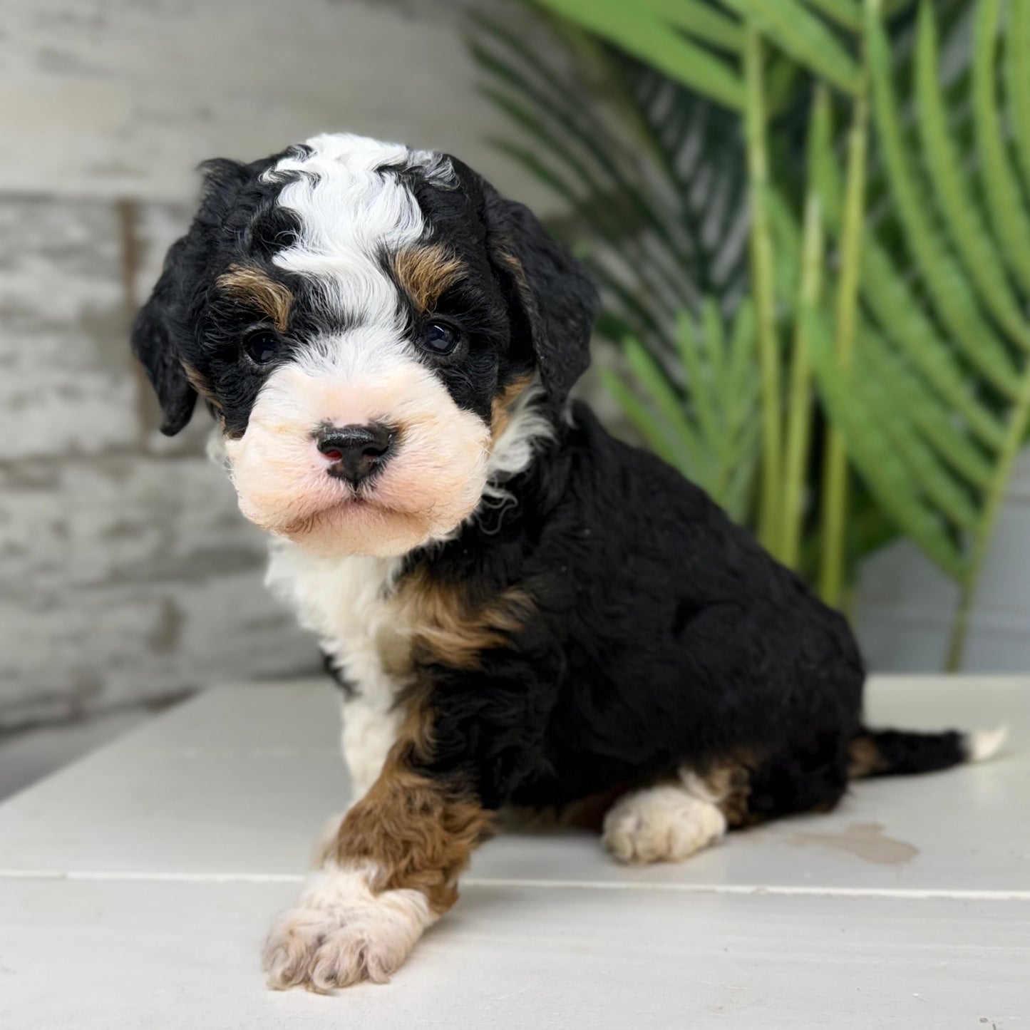 Tricolor-Bernedoodle
