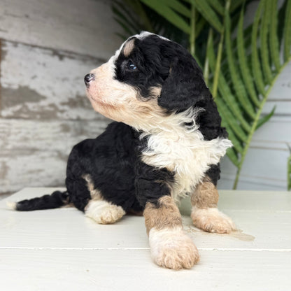 Tricolor-Bernedoodle-Puppy