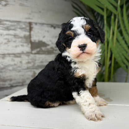 Tricolor-Bernedoodle