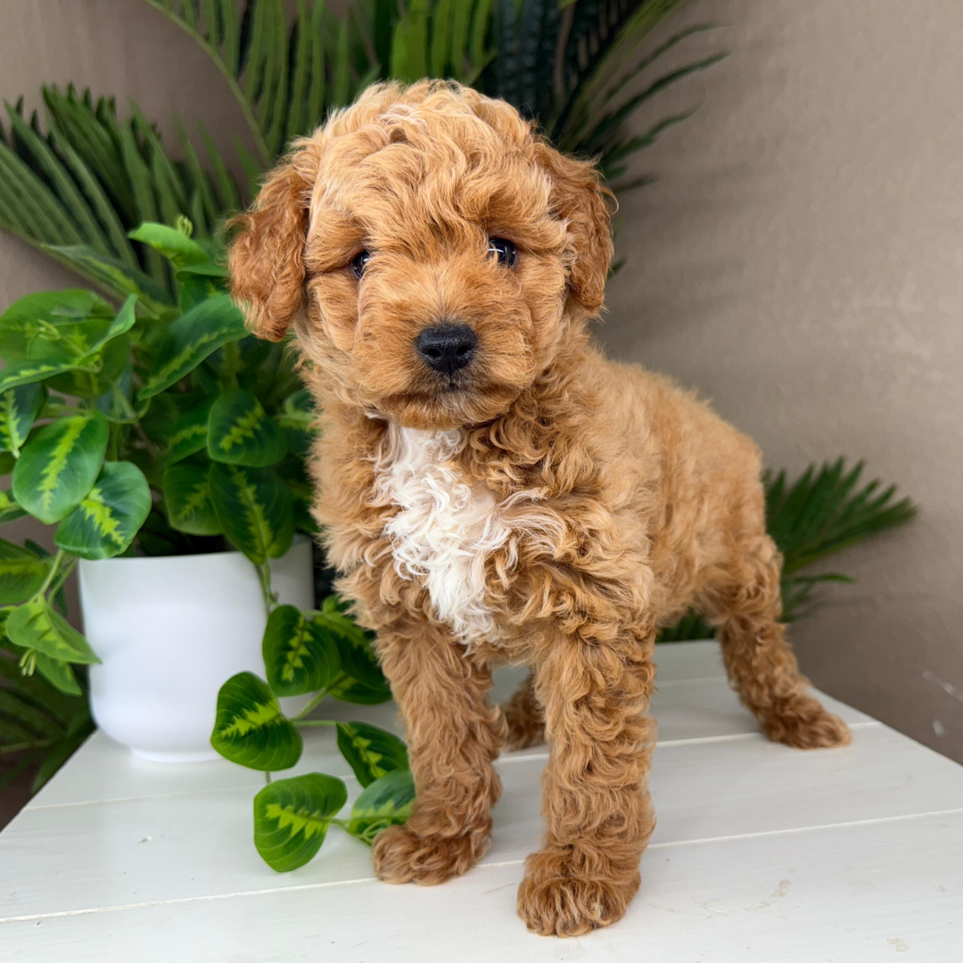 Micro-Goldendoodle-Puppy