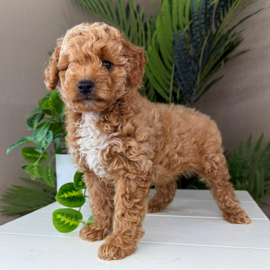 Micro-Goldendoodle-Puppy