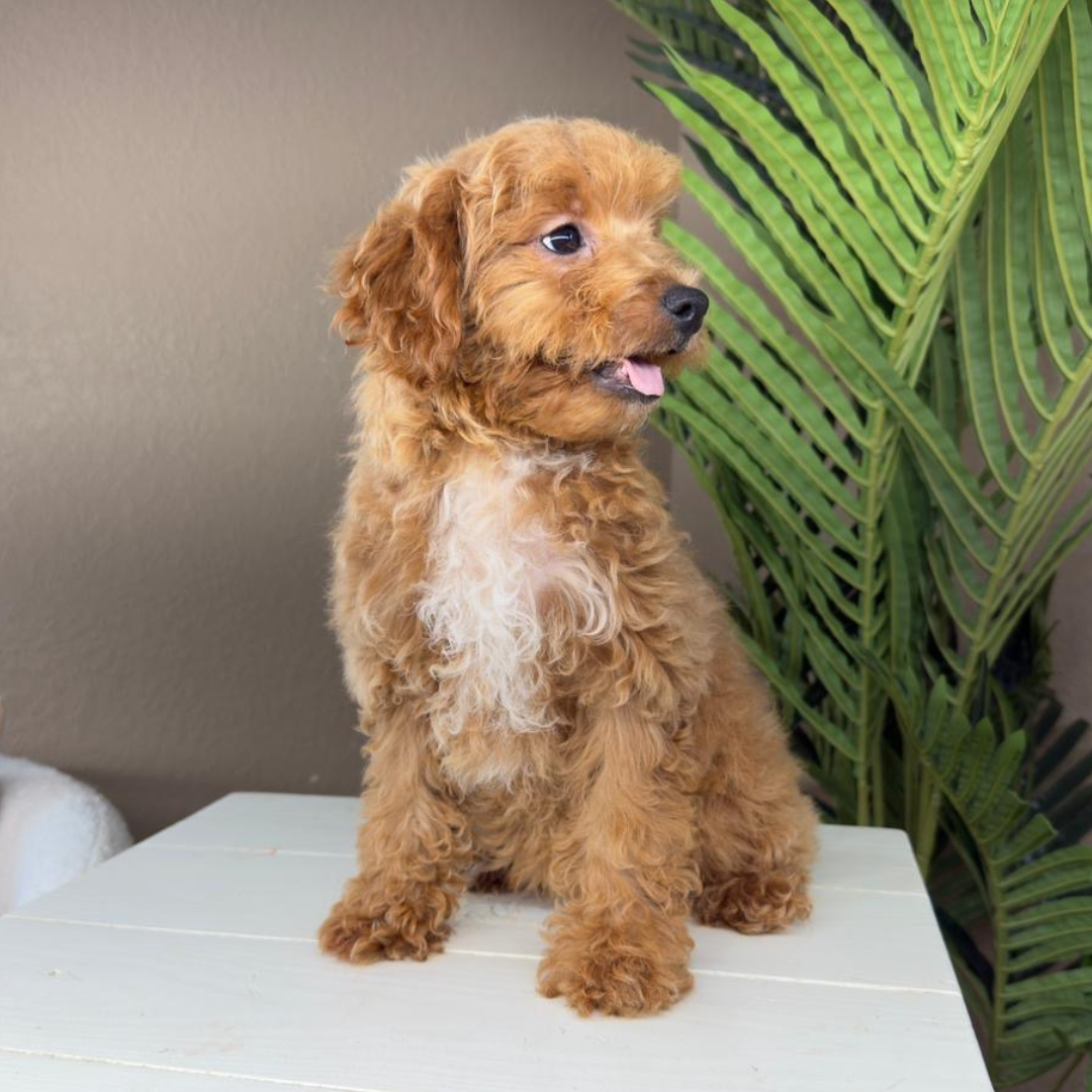 Micro-Goldendoodle-Breeder