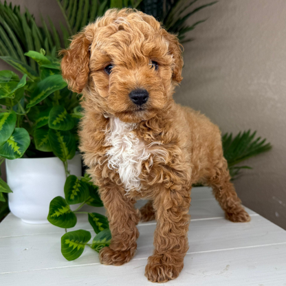 Micro-Goldendoodle-Puppy