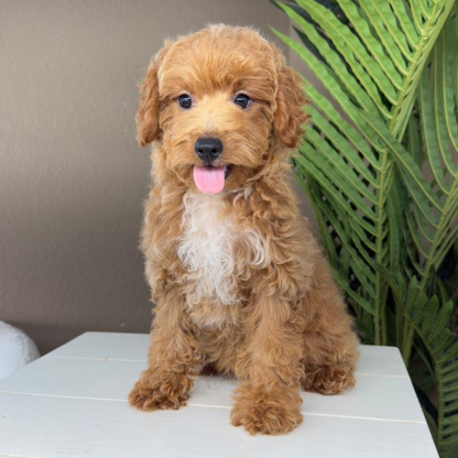 Micro-Goldendoodle-Breeder