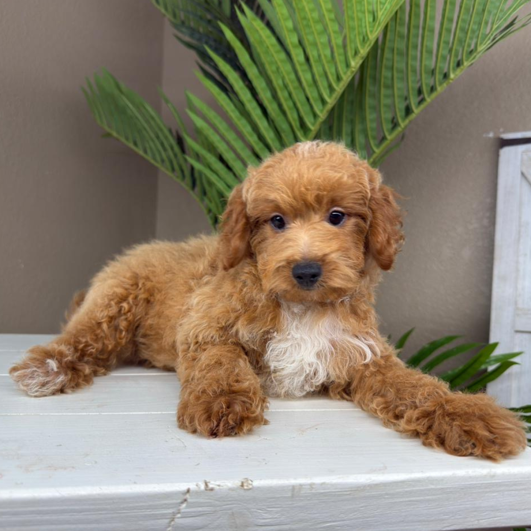 Micro-Goldendoodle-Breeder