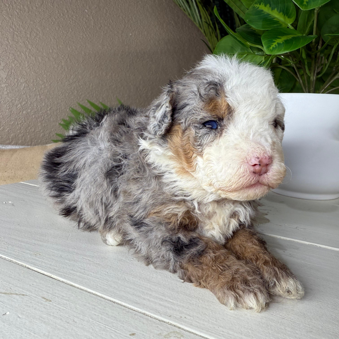 Merle-Micro-Bernedoodle-Puppy