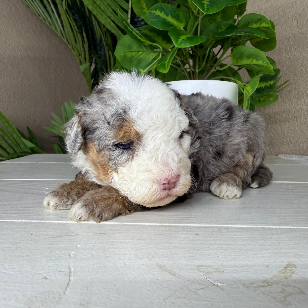 Merle-Micro-Bernedoodle-Puppy