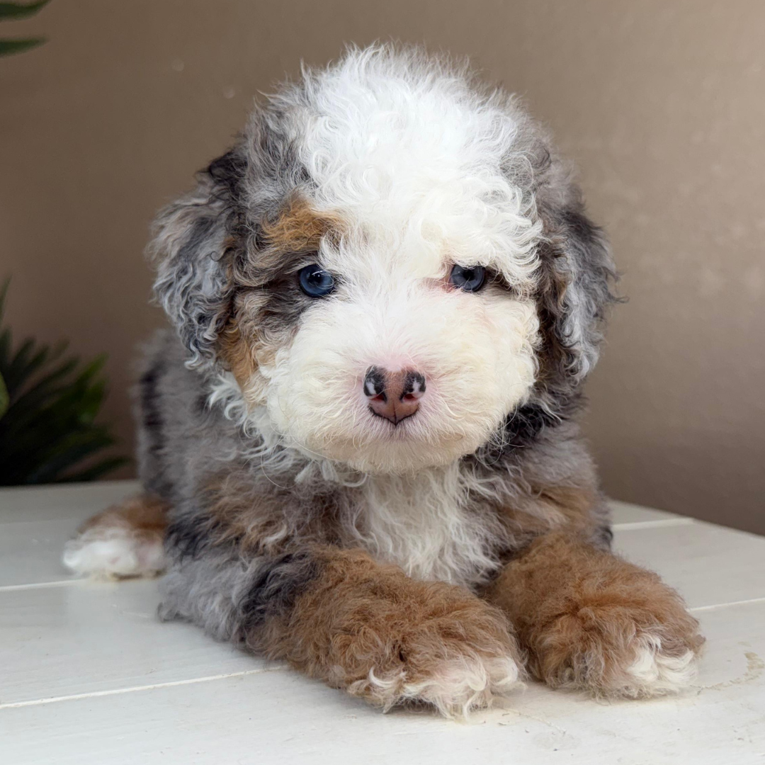 Merle-Bernedoodle-Puppy