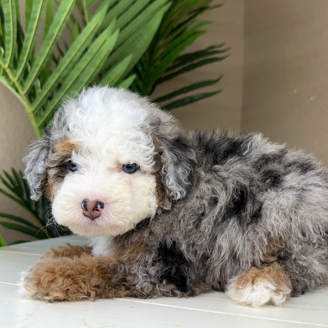 Merle-Bernedoodle-Puppy