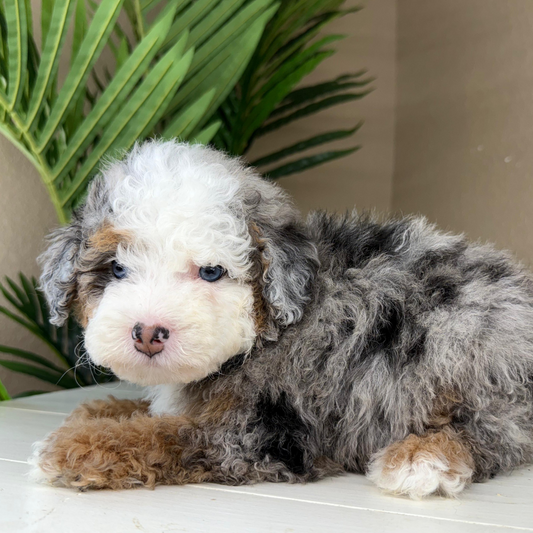 Merle-Bernedoodle-Puppy