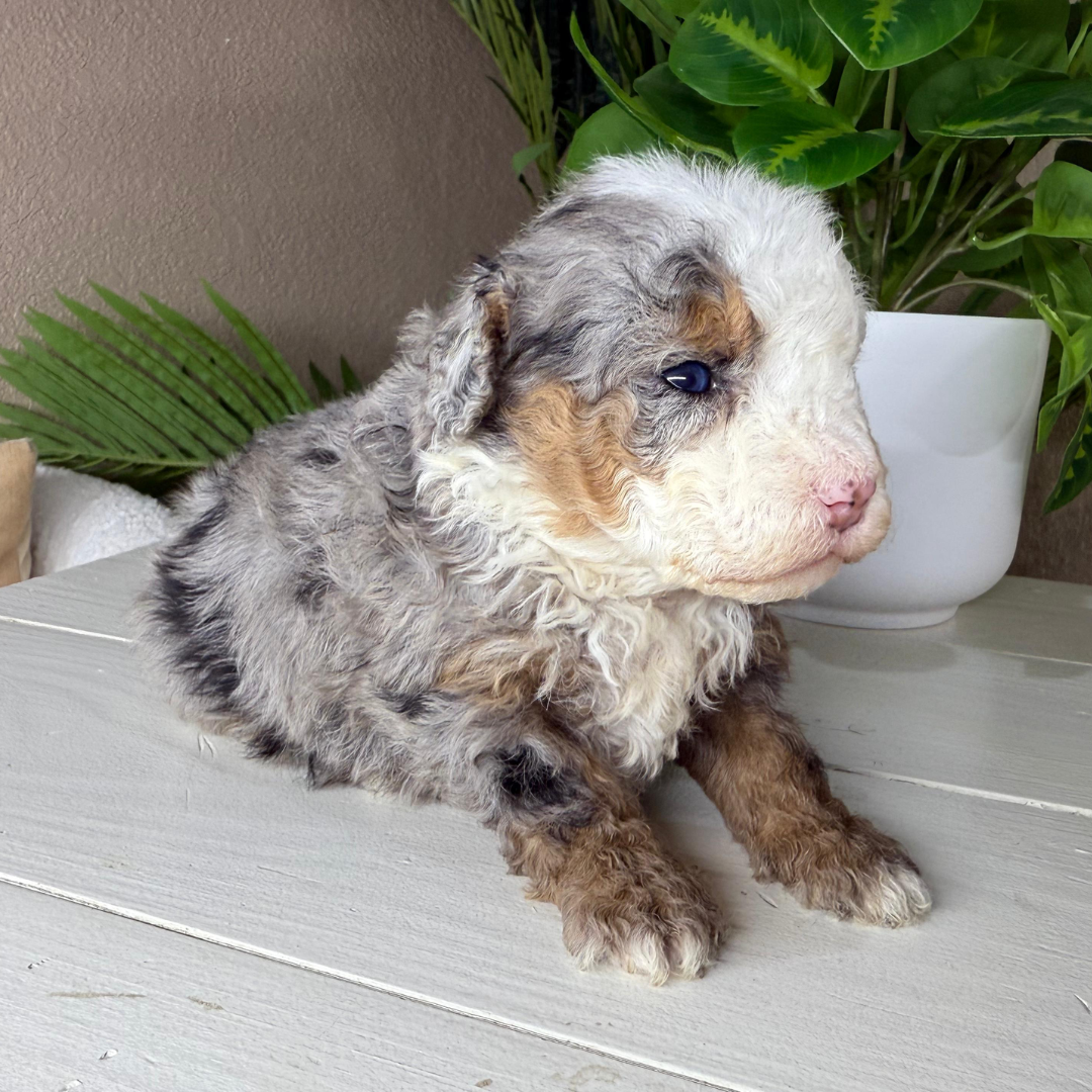 Merle-Micro-Bernedoodle-Puppy