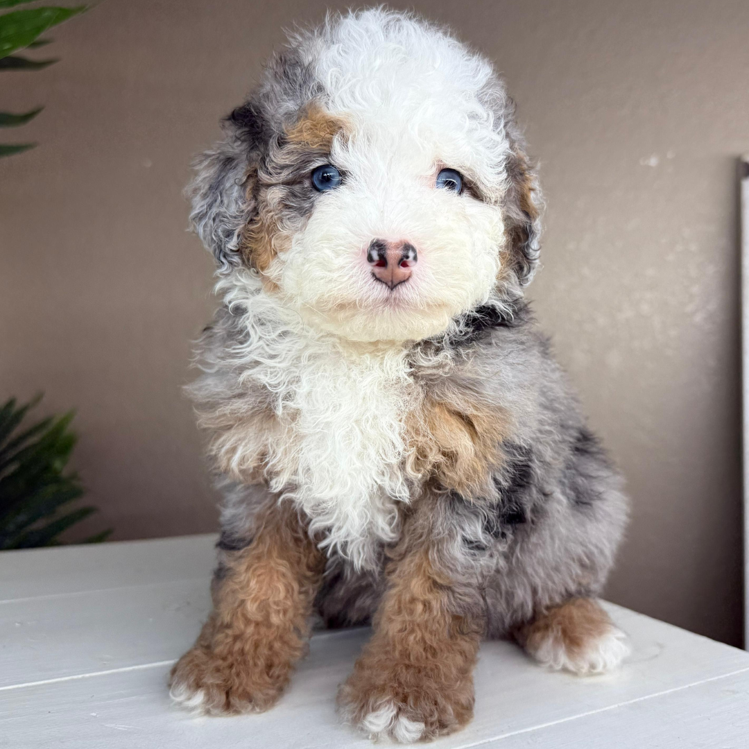 Merle-Bernedoodle-Puppy