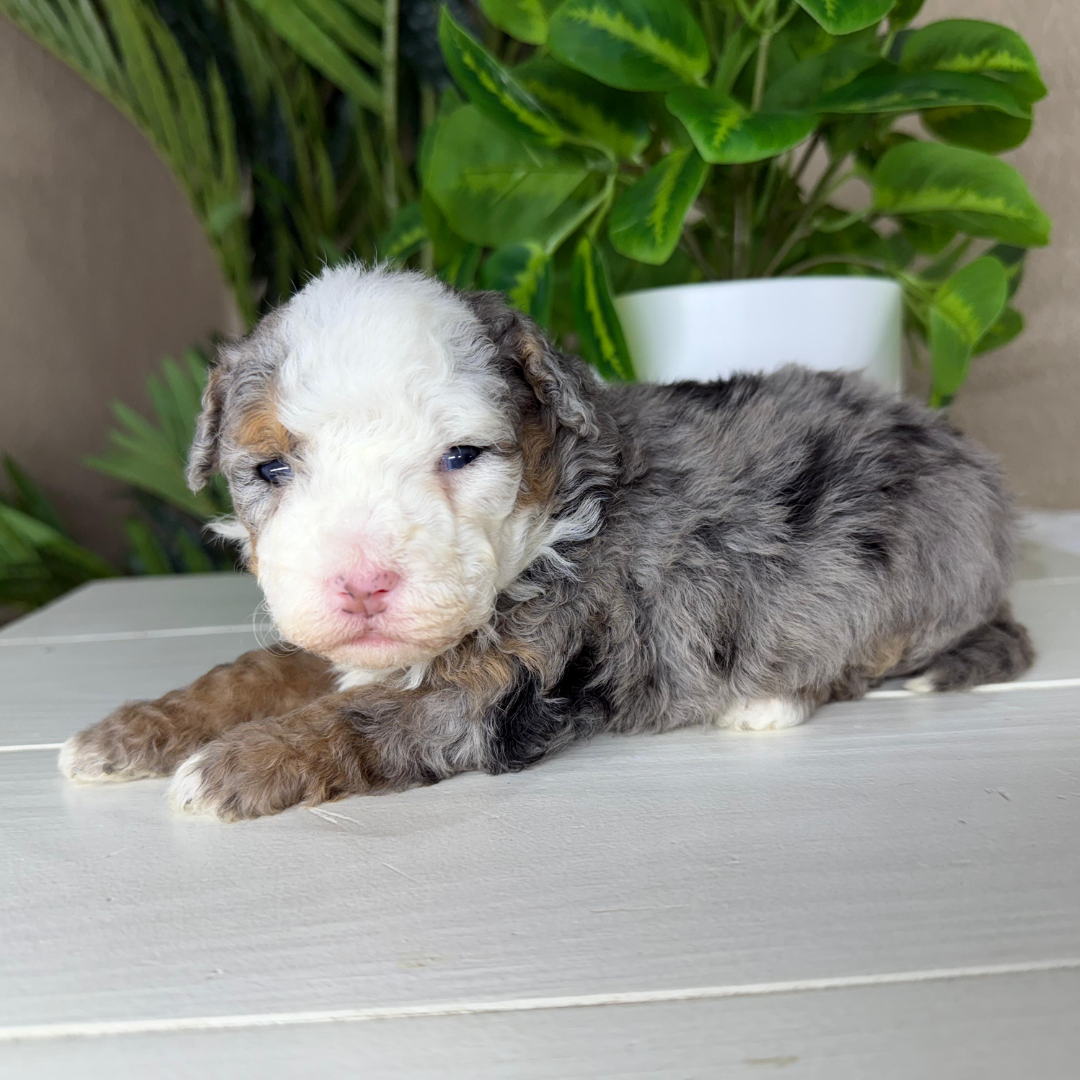 Merle-Micro-Bernedoodle-Puppy