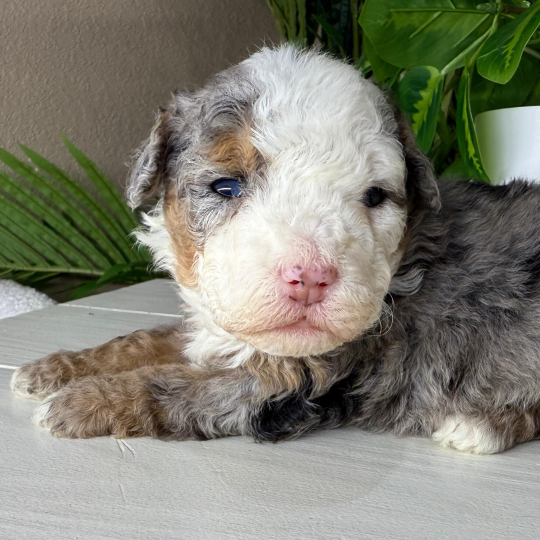Merle-Micro-Bernedoodle-Puppy