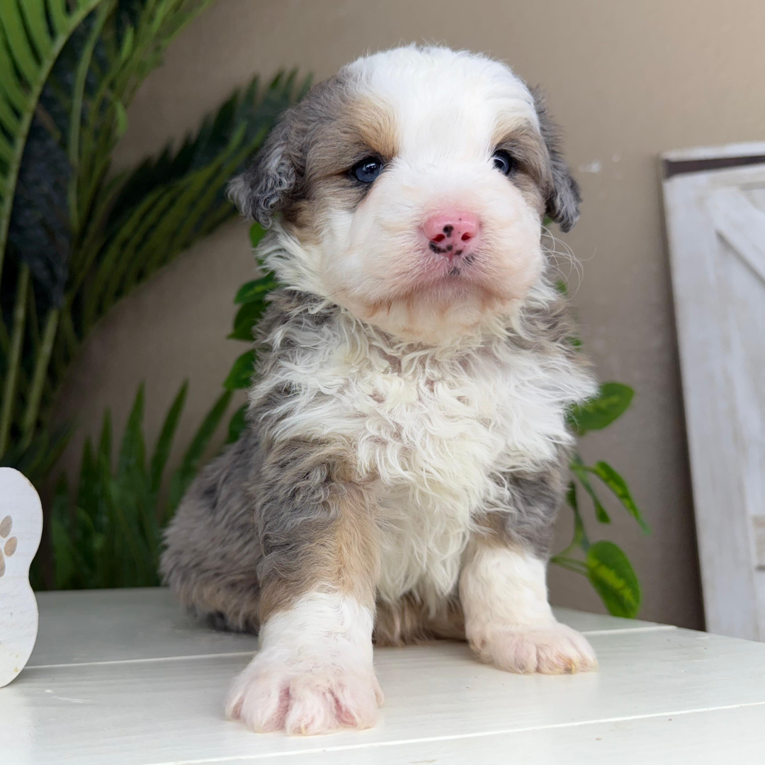 Merle-Micro-Bernedoodle