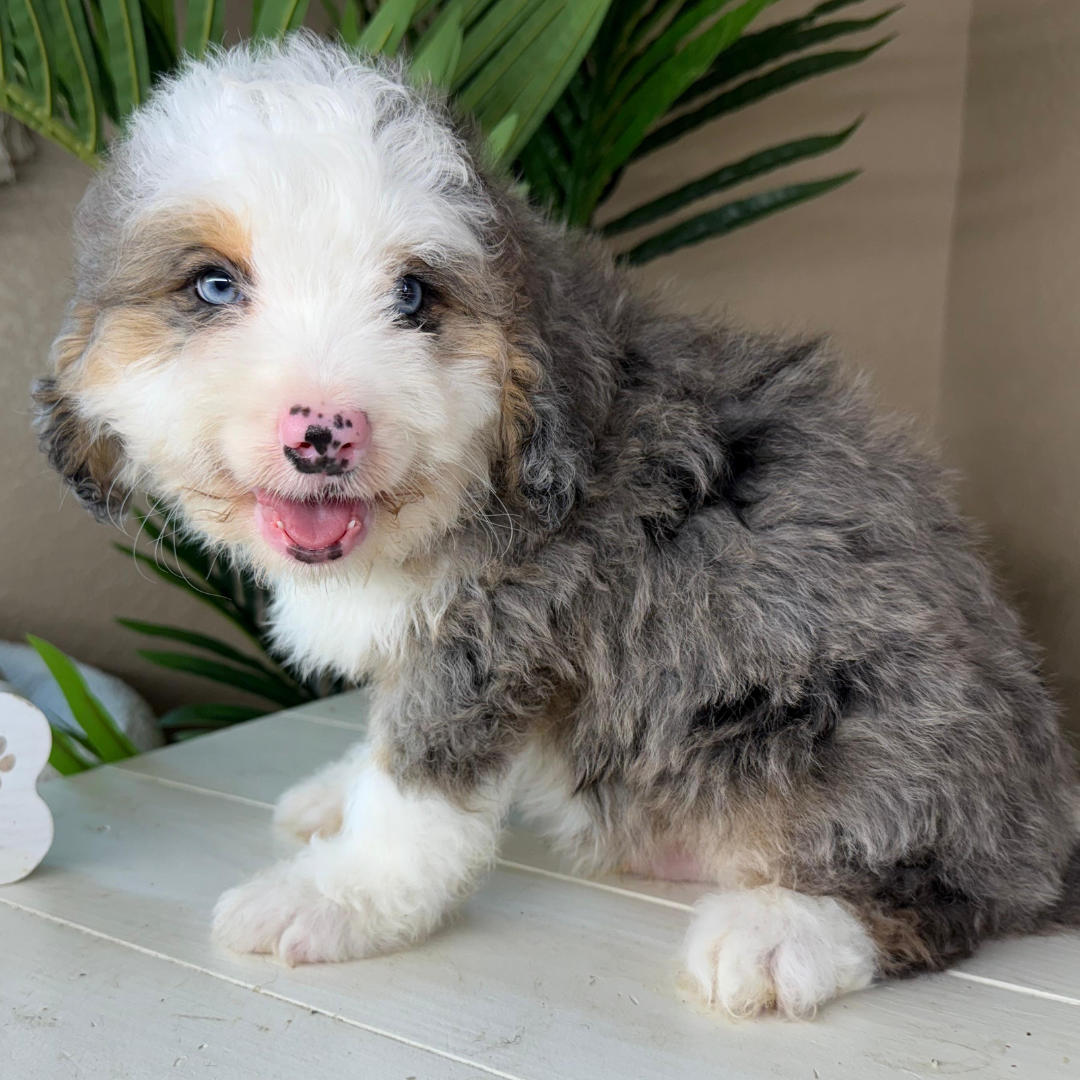 Merle-Bernedoodle-Puppy