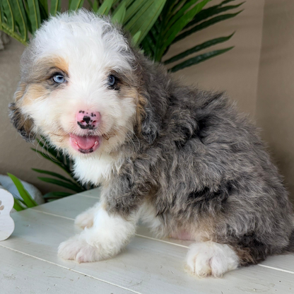 Merle-Bernedoodle-Puppy