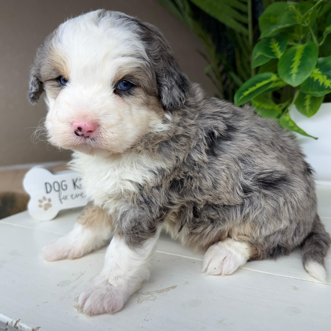 Merle-Micro-Bernedoodle
