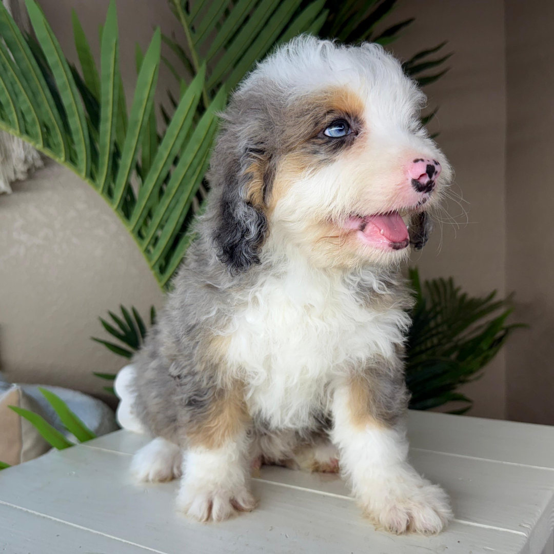 Merle-Bernedoodle-Puppy