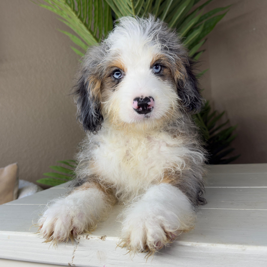 Merle-Micro-Bernedoodle