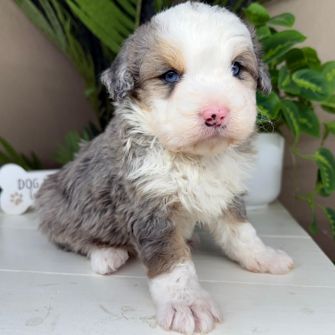 Merle-Micro-Bernedoodle