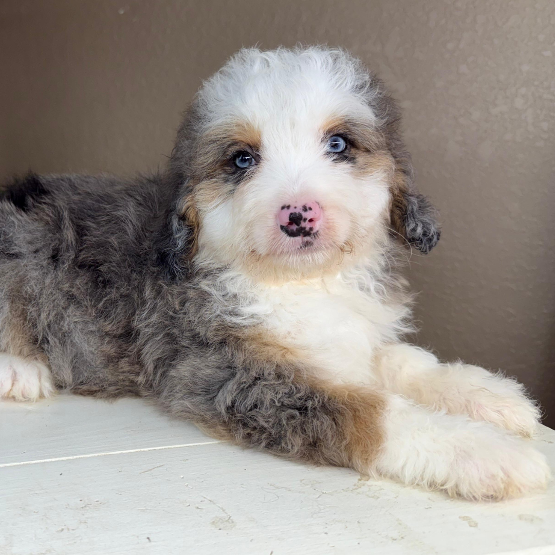 Merle-Bernedoodle-Puppy