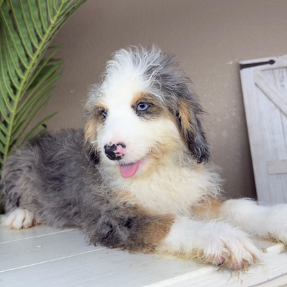 Merle-Micro-Bernedoodle