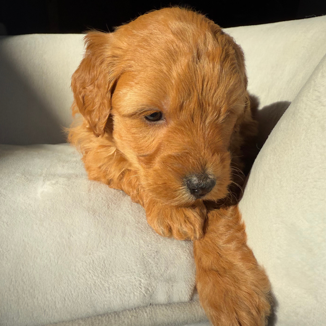 Micro-Goldendoodle-Puppy