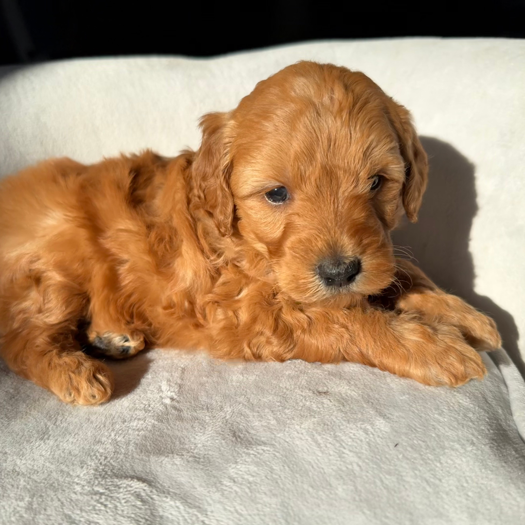 Micro-Goldendoodle-Puppy