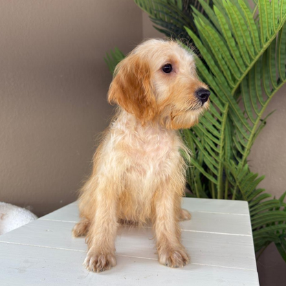Micro-Goldendoodle-Breeder