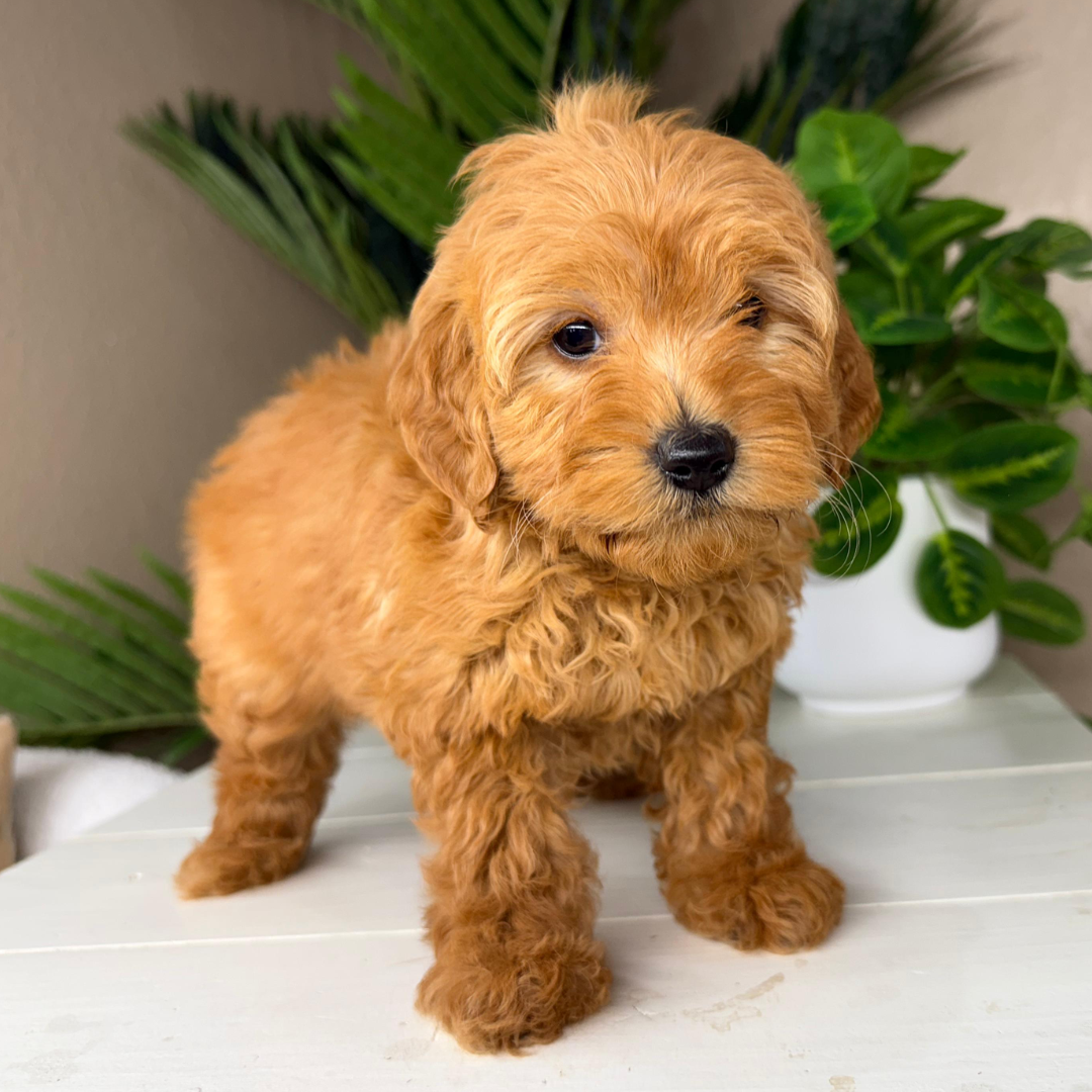 Best-Goldendoodle-Breeder