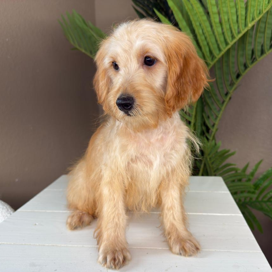 Micro-Goldendoodle-Breeder